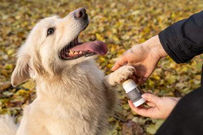 hundebalsam, pfoten, anwendung, unterwegs, wald, tasche
